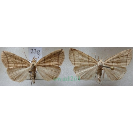 Herminia grisealis (Denis & Schiffermüller, 1775) pair Szczękalica gajówka Czech23g